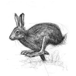 Irish Hare Giclée Print