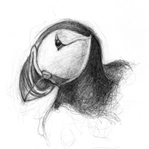 Puffin Giclée Print